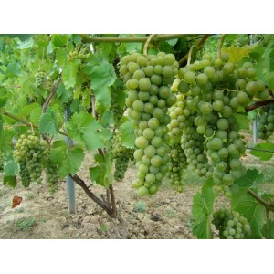 Zielone winogrona na winorośli, Dzikie wino.