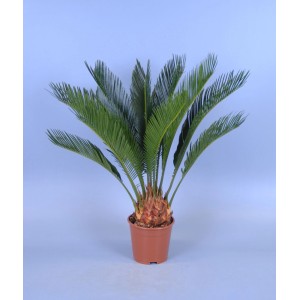 T.b.t. roślina doniczkowa w doniczce, zielone liście.