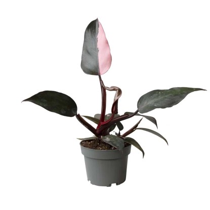 Filodendron (Philodendron Pink Princess) - don. 10,5 cm