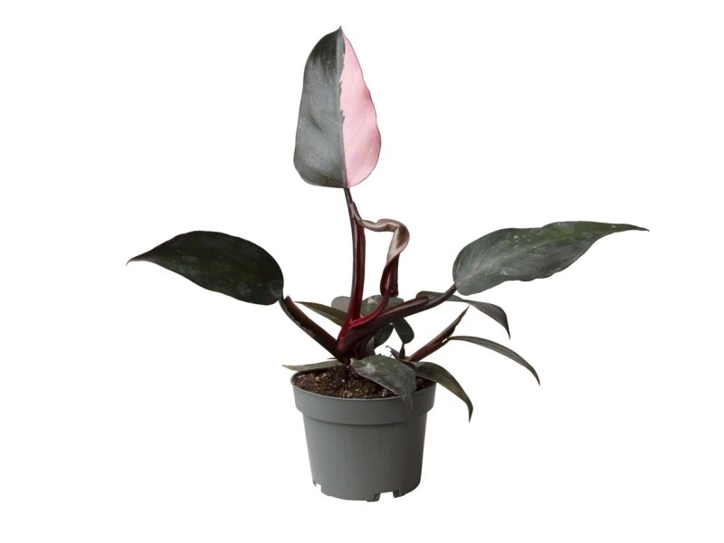 philodendron verrucosum mini Philodendron verrucosum 