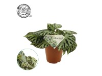 Begonia (Begonia) Silver Jewel - don. 15 cm