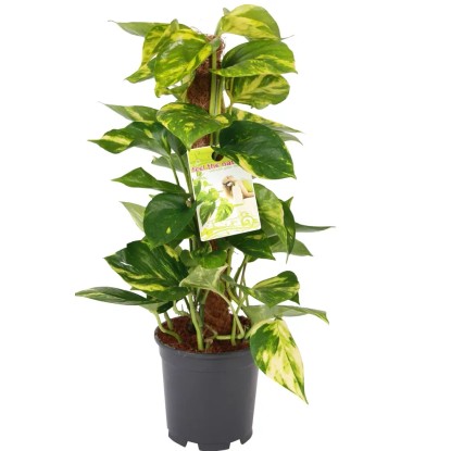 Epipremnum złociste (Epipremnum pinnatum) na paliku - don. 15 cm