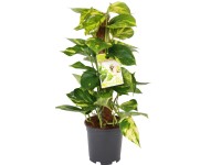 Epipremnum złociste (Epipremnum pinnatum) na paliku - don. 15 cm
