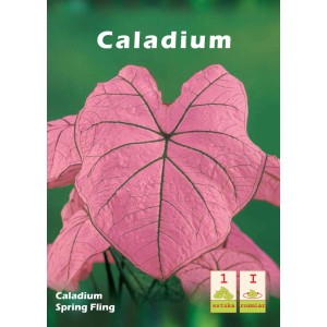 Cebulka kwiatowa Caladium 'Spring Fling' z różowymi liśćmi i ciemnymi żyłkami.