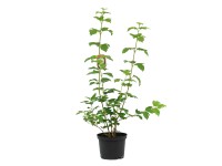 Kalina koralowa odm. Roseum (Viburnum opulus)