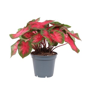 Roślina doniczkowa t.b.t. z czerwonymi i zielonymi liśćmi w doniczce.