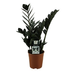 Zamioculcas Raven w doniczce: Ciemnozielona roślina doniczkowa do wnętrz.