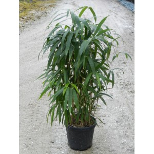Bambus strzałkowy (Arundinaria japonica) w doniczce, średnica ok. 26 cm, zimozielony i nadaje się na żywopłot.
