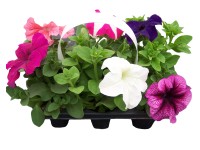 Petunia rabatowa (Petunia x hybrida) - 6 szt.