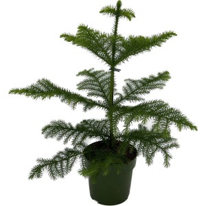 Mała, zielona araukaria wyniosła (Araucaria heterophylla) w doniczce.