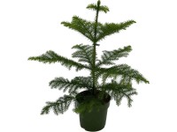 Araukaria (Araucaria Hetero phylla) - don. 14 cm