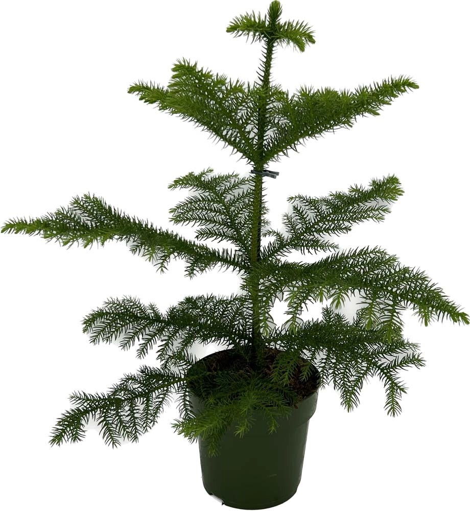 Araukaria (Araucaria Hetero phylla) don. 14 cm kupuj w OBI