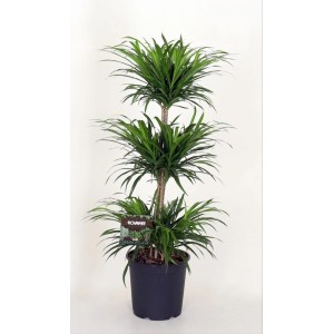 Zielona Dracena (Smocze drzewo) w doniczce. Dekoracyjna roślina doniczkowa o smukłych liściach.
