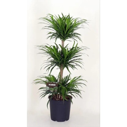 Dracena na pniu - wys. około 125 cm, don. 27 cm