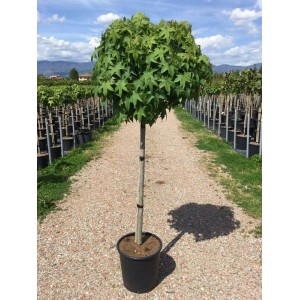 Drzewo kuliste w doniczce do ogrodu lub na taras.