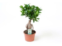 Fikus Ginseng (Ficus microcarpa) - don. 15 cm