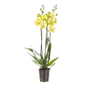 Żółta orchidea w doniczce, roślina doniczkowa na parapet lub stół.