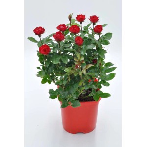 Czerwona róża t.b.t. w doniczce, kwitnąca roślina doniczkowa.