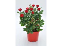 Róża (Rosa) Zepetti - don. 17 cm