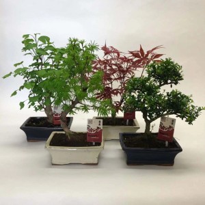 Różne drzewka bonsai w doniczkach, różne rodzaje i kolory.