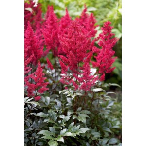 Tawułka (Astilbe Red Sentinel) 1 szt.