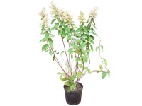 Hortensja bukietowa (Hydrangea Paniculata) mix don. 5 l