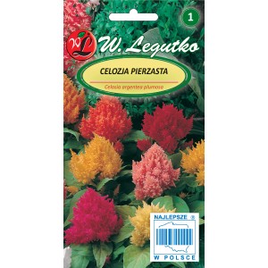 Opakowanie nasion Celosia argentea plumosa (celozja pierzasta) od W. Legutko. Kolorowa mieszanka kwiatów.