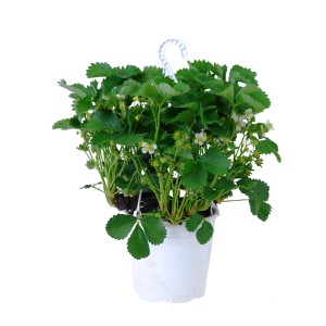 Wisząca truskawka (Fragaria ananassa) w białej doniczce z zielonymi liśćmi i białymi kwiatami.