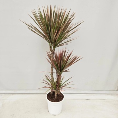 Dracaena (Dracena) Colorama - wys. około 105 cm, don. 21 cm