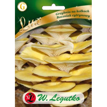Grzybnia boczniaka cytrynowy na kołkach 20 nasion