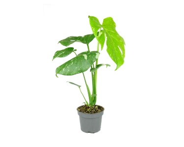 philodendron ilsemanii variegata Philodendron Ilsemanii  Rare Variegated Climbing Plant