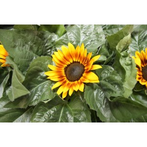 Kwitnący słonecznik z żółto-pomarańczowymi płatkami i ciemnym środkiem, otoczony zielonymi liśćmi.