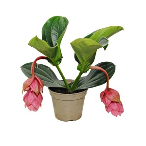 Kwitnąca roślina Medinilla w doniczce z różowymi kwiatami.