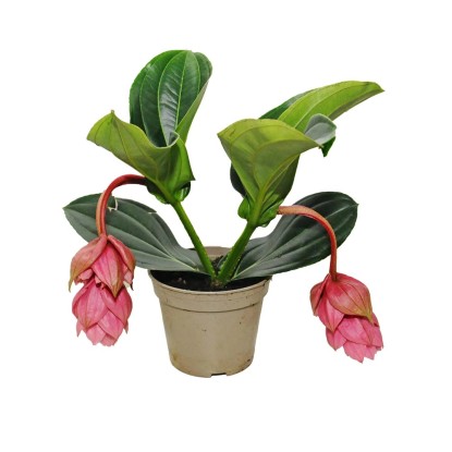 Medynila (Medinilla) wspaniała - don. 14 cm