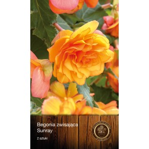 Begonia zwisająca 'Sunray' z pomarańczowymi kwiatami, idealna do skrzynek balkonowych.