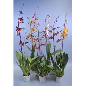 Różnokolorowe storczyki t.b.t. w doniczkach, wybór tropikalnych piękności.