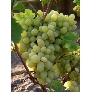 Jasnozielone winogrona na winorośli, Dzikie wino.