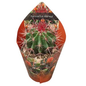 Sukulenty Ferocactus stainesii w doniczce, Ø 14 cm, z czerwonymi cierniami i ozdobną osłonką.