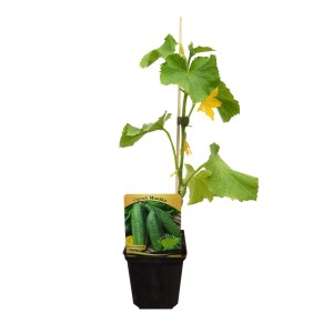 Sadzonka ogórka 'Monika' w doniczce z żółtymi kwiatami i zielonymi liśćmi.