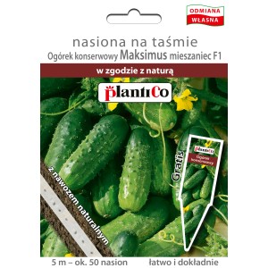 Zdjęcie taśmy nasiennej ogórków 'Maksimus', kategoria nasiona warzyw.