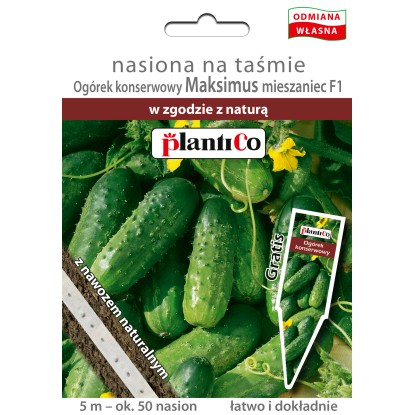 Ogórek gruntowy nasiona na taśmie - 5 m