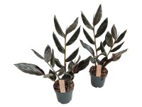 Alpinia (Zingiber Malaysianum Chocolate) - wys. 40 - 45 cm