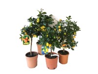 Drzewko cytrusowe Citrus mix wys. 70cm 21cm