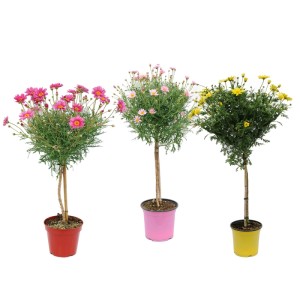 Margerytka kolorowa na pniu don. 14 cm