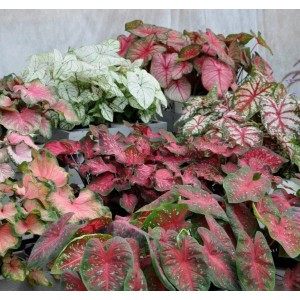 Różnokolorowe rośliny t.b.t. (Rośliny kwitnące) z dekoracyjnymi liśćmi.