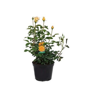 Żółta róża rabatowa w doniczce, odmiana t.b.t.