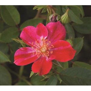 Kwiat róży rabatowej t.b.t. z czerwonymi płatkami i żółtym środkiem.