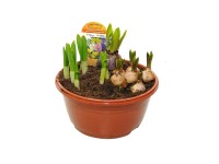 Kompozycja roślin cebulowych - don. 17 cm