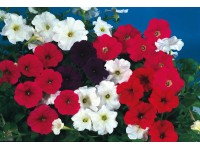 Petunia Supercascade opak. 6szt (Petunia sp.)