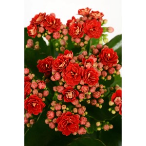 Czerwona Calandiva Flaming Katy w doniczce 9 cm, Kalanchoe Bossfeldiana z pełnymi, czerwonymi kwiatami.